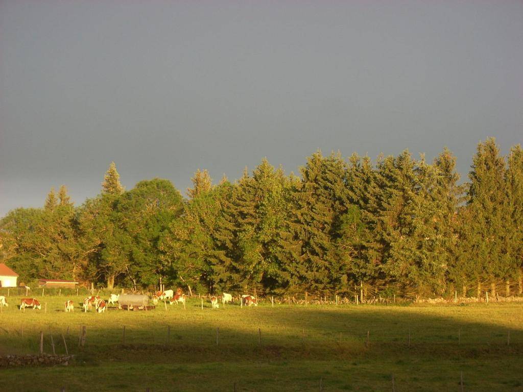 Les Roulottes De La Ferme Des Chanaux Saint-Julien-d'Ance Pokoj fotografie